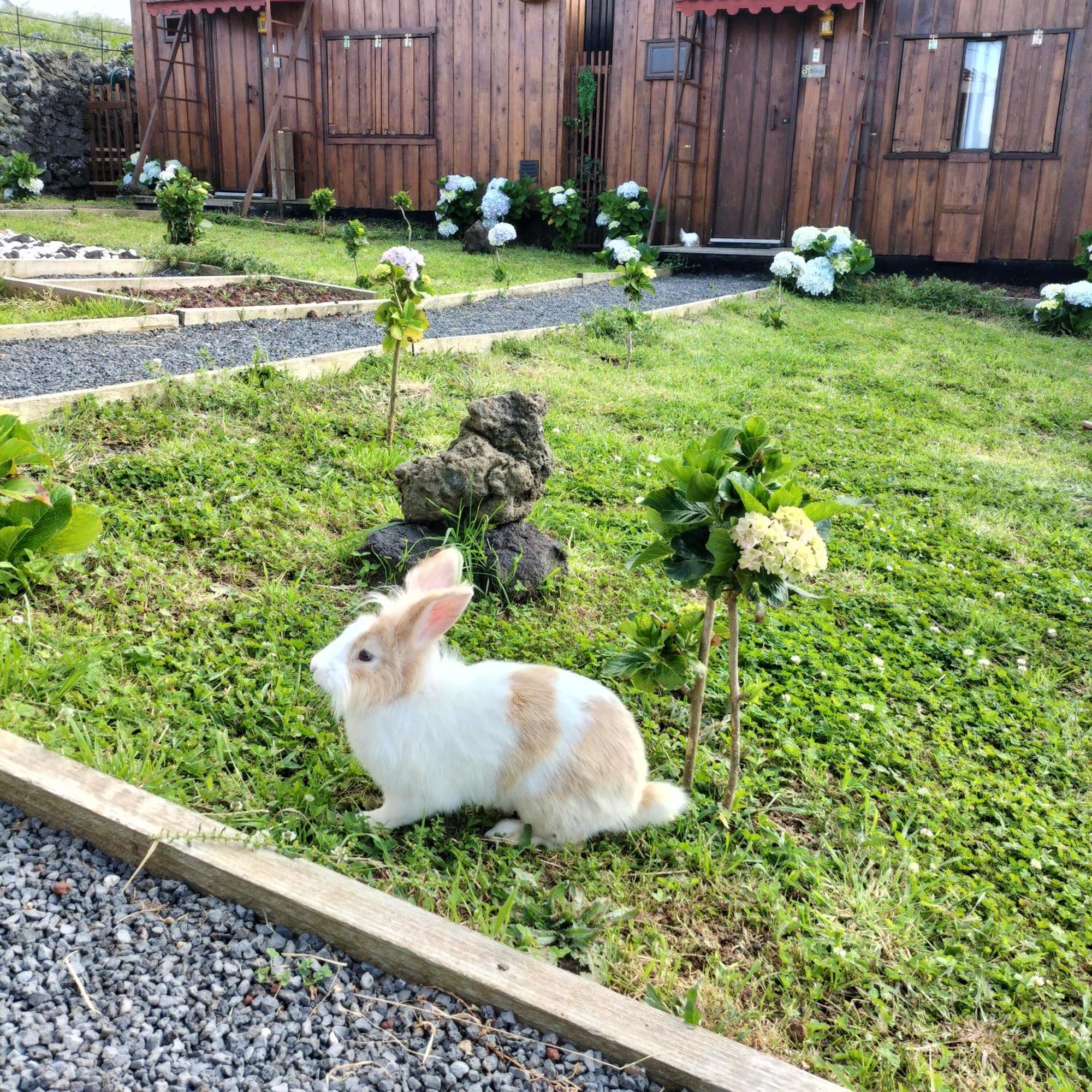 Farm stay Raminho Dos Acores