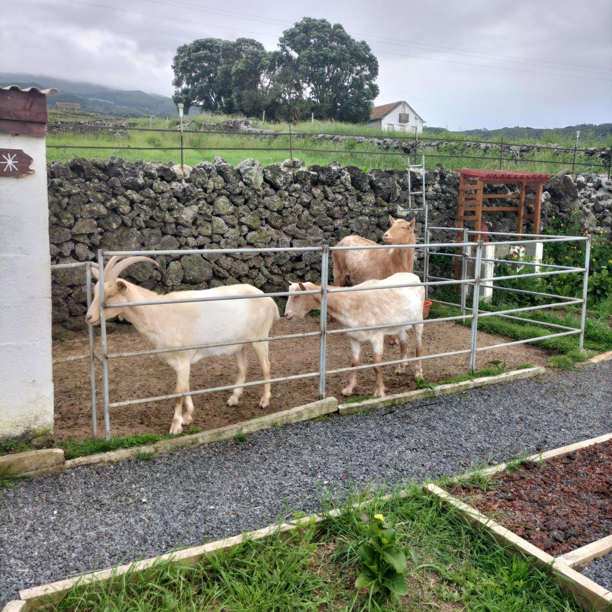 Raminho Dos Acores Farm stay Angra do Heroismo